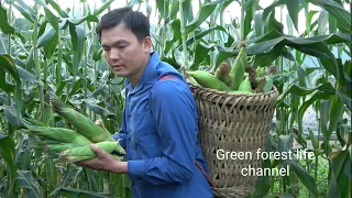 Harvest corn and sell. Robert | Green forest life (ep295)