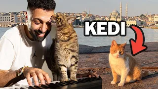 The Truth About Cats in Istanbul (+ Interview with Sarper Duman)