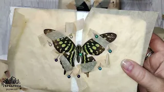 Тропические бабочки -посылка от подруги. Красивости для эпоксидной смолы