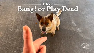 How to teach your dog to PLAY DEAD #dogtricks