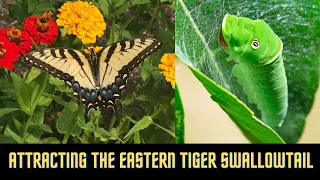 Attracting the Eastern Tiger Swallowtail Butterfly to your Garden