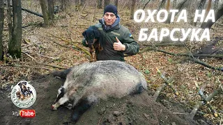 Охота на барсука/Охота с ягдтерьером.Fox Hunt with Jagdterrier