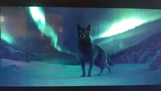 The Call of the Wild (2020) - Ghost Wolf of Dreams Screen-Time