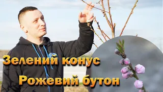 Обробка персика зелений конус - рожевий бутон. Хорус при низьких температурах від кучерявості