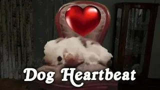 ▶️ Dog Heartbeat. Puppy Sleep Training. Dog Heartbeat Sound Effect. Heartbeat Sound. 10 Hours. 🌏