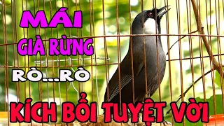 KHƯỚU MÁI RÒ GIÀ RỪNG 02/Kích Trống Hót Căng  | KHƯỚU MÁI RO , nghe là phải chơi G43,khướu mái ro