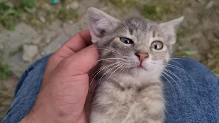 7 Cute Kittens Living on the Street.