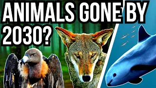 5 Animals That Could Go Extinct By 2030