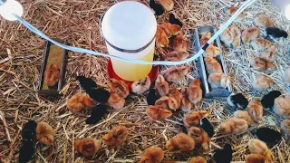 Como empezar a criar gallinas ponedoras - Luis Alberto