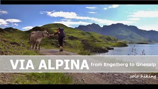 VIA ALPINA ⁞ Swiss Alps ⁞ 100 km ⁞ Solo & Silent Hiking