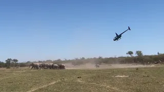 Helicopter chases herd of elephants. Amazing flying and darting skills at work.