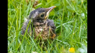 Red Squirrel attacks American Robin Nest, Quispamsis