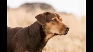 Путь домой (2019) - русский трейлер