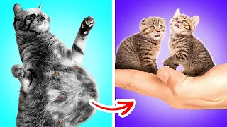 I Saved Pregnant Cat | Tips & Hacks for Pet Owners by Tootool