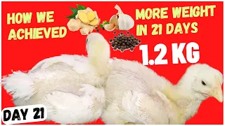 Using Garlic, Ginger and Pepper for Broilers | Best Broiler Supplements | 1.2 KG Day 21!