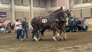 horse pulling at msu 2022