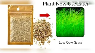 Aquarium Grass Seeding | Low Cow Grass | How To Plant On A Cycled Tank