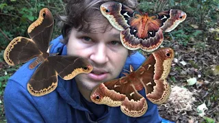 How to Breed: Promethea silkmoth / Cherry Silkmoth - Callosamia promethea in MothCycles