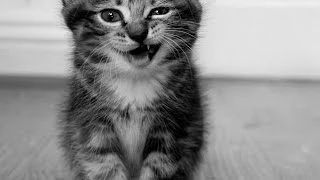 Смешные коты #19 (2015) | Funny cats compilation