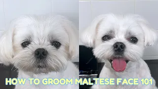 How to groom a Maltese dog face at home ( puppy style)