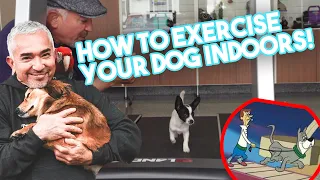 How to Exercise Your Dog Indoors (Using a Treadmill!)