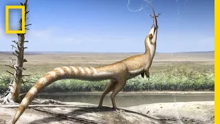 Dinosaur May Have Looked Like a Raccoon | National Geographic