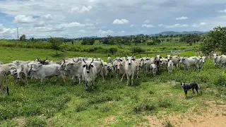Dia de separar as vacas amojadas, para o piquete da maternidade… #pecuaria #agro #nelore #vaca