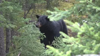 PA hunter takes a great Saskatchewan spring black bear!