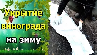 🍇Укрытие винограда на зиму. Укрытие винограда землей. Подготовка винограда к зиме.