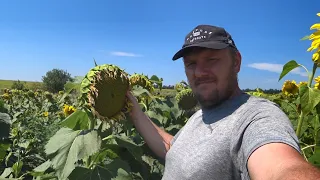 Якщо посіяв рідкувато. Як вгадати норму висіву соняшника? Сонях 2023. Частина 1.