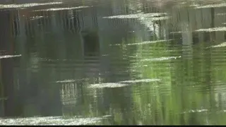 Woman Dead After Alligator Attack in Hilton Head