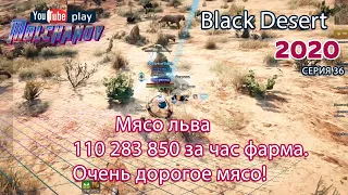 Мясо льва. Black Desert Фарм серебра 2020. Лучница. Побережье Неккадо.