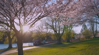 Toronto's cherry blossoms reach peak bloom in an empty High Park