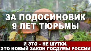 За подосиновик 9 лет тюрьмы. И это - не шутки, это новый закон Госдумы России