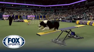 Howie the Border Collie wins the 24" class at WKC Masters Agility | Westminster Kennel Club