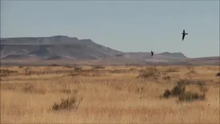 The Best Falconry Video of Them All HD - The Power of The Barbary Falcon by Tanner Schaub.