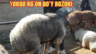 Yorqo‘rg‘on optom chorva bozori qo‘ylari. 25 10 2023.