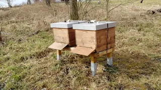 Gassigang mit Bienenflug