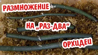 Размножение ОРХИДЕИ # ПРОСТОЙ СПОСОБ