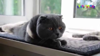 СМЕШНЫЕ КОТЫ И КОШКИ 2017_ ПРИКОЛЫ С КОТАМИ И КОШКАМИ_ FUNNY CATS Compilation.