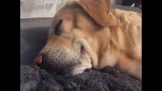 Waking Up a Thankful Dog From a Nightmare