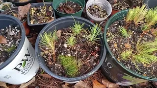 Rain Gutter Pine Tree Sprouts for #Bonsai