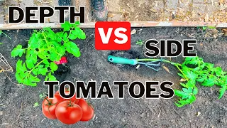 Planting Tomatoes Sideways Vs Depth