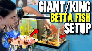 Setting Up *NEW* GIANT/KING BETTA FISH TANK AQUARIUM!