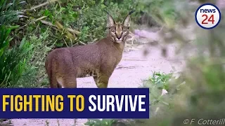 WATCH: Cape Town's caracals in peril due to rat poison