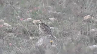 Calandra Lark 130418