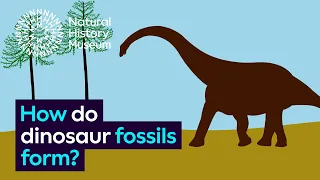 Bagaimana fosil dinosaurus terbentuk? | Museum Sejarah Alam