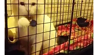 Cat hanging out in a guinea pig cage?