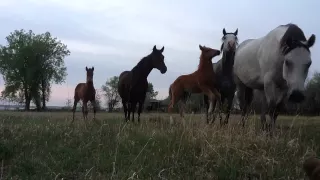 Curious Horses Can't Figure Out What I'm Doing