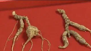 US ginseng farmers in bad situation since US begins trade war